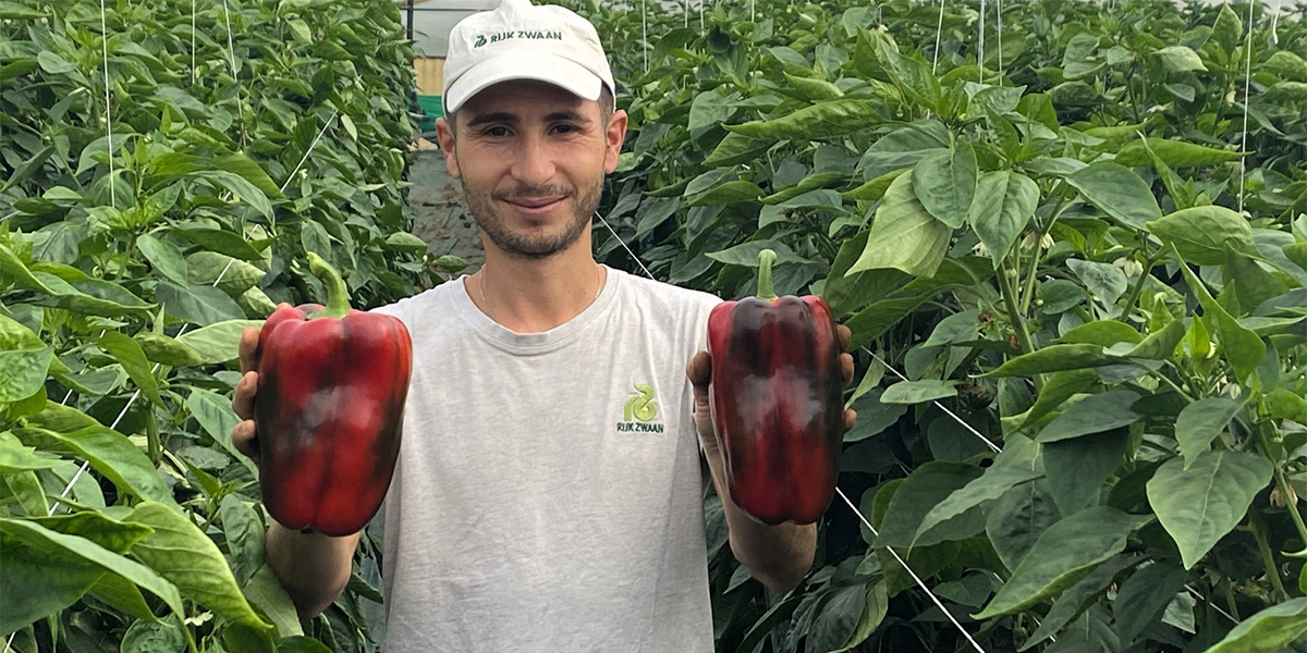 Costiero RZ: il peperone resistente che ha cambiato le regole in Sicilia